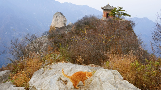 秦岭别墅文物_秦岭别墅匾额_秦岭别墅视频